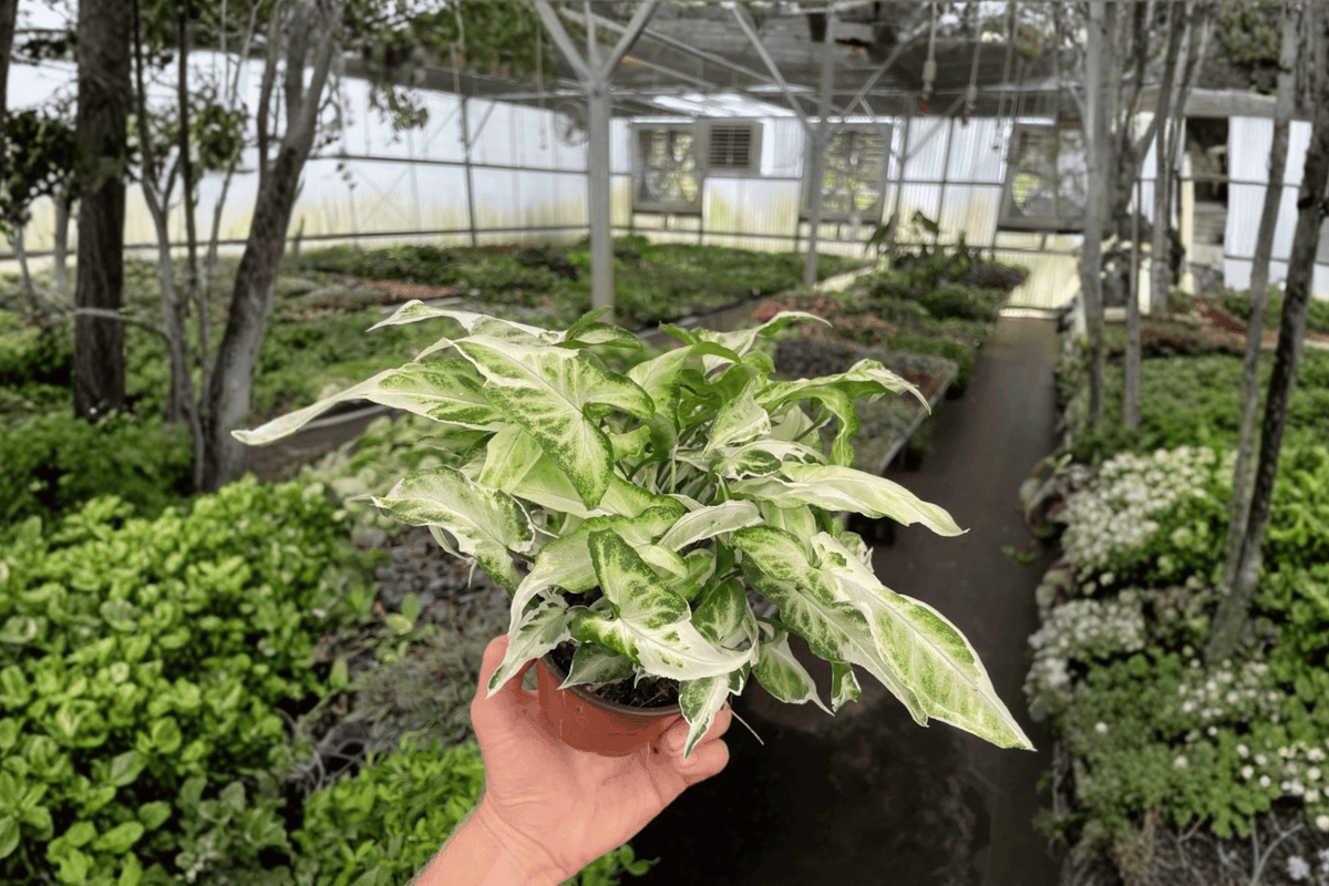 Syngonium Starlite 2 Live Plants – 4-Inch Pots – Syngonium ‘Starlite’