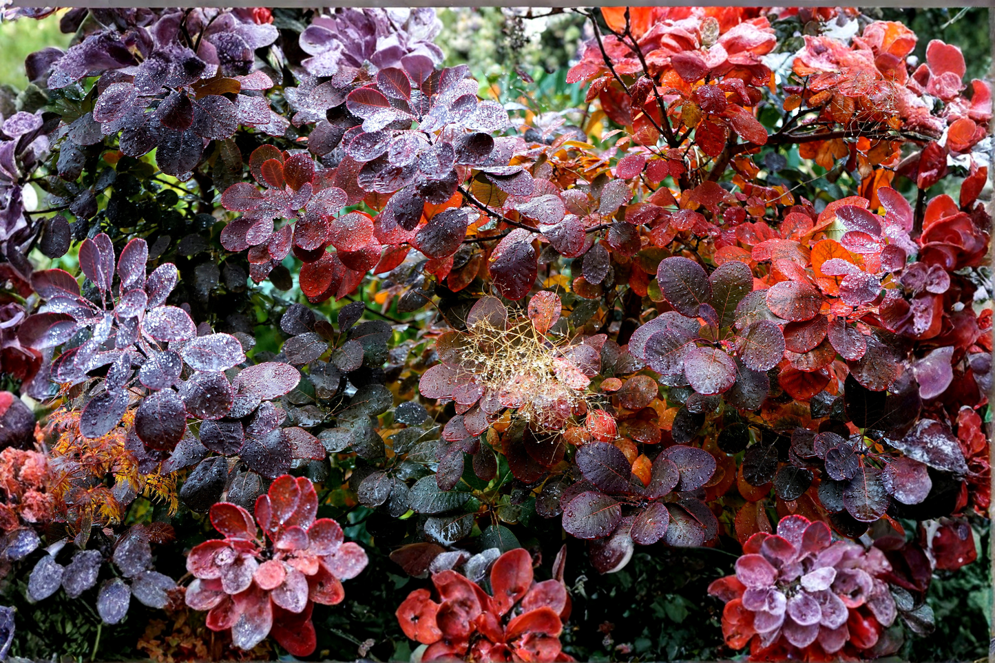 Velveteeny™ Dwarf Purple Smokebush Live Plant 1-Quart Pot – Cotinus coggygria