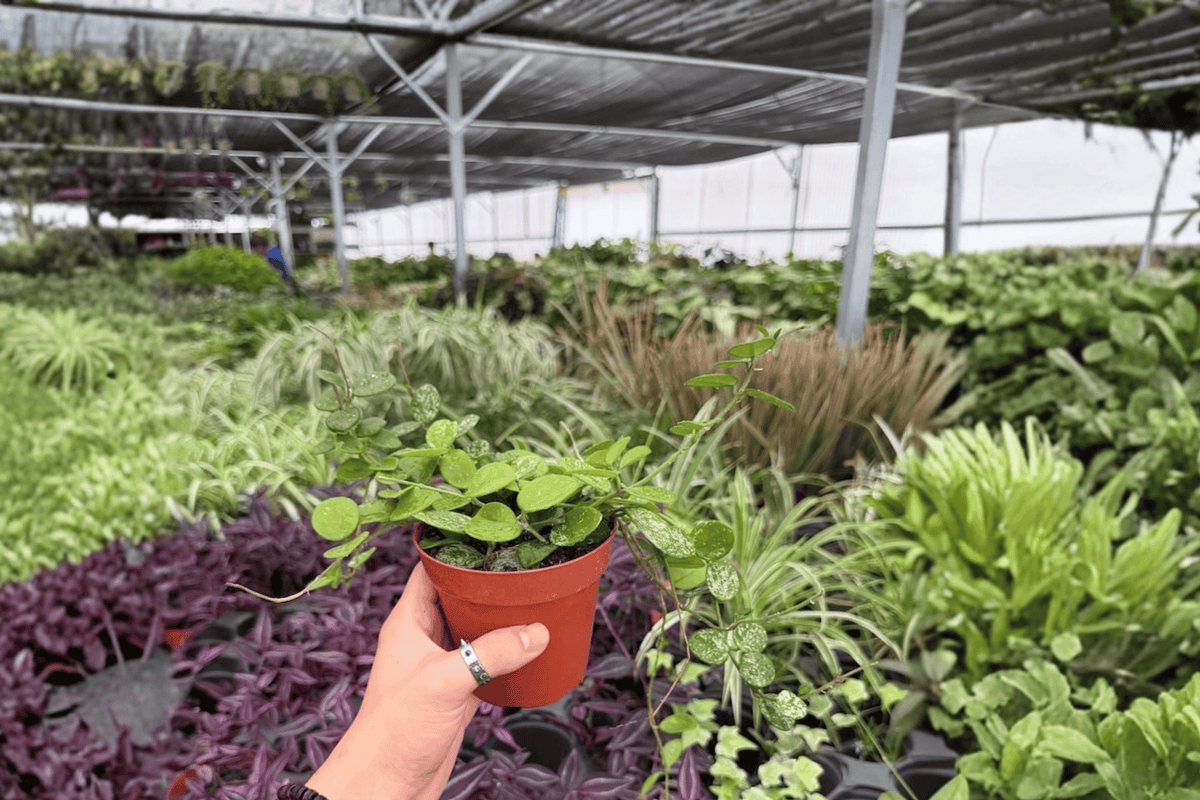2 Hoya Mathilde Splash Exact Live Plants – Specific Plants in 4” Pots