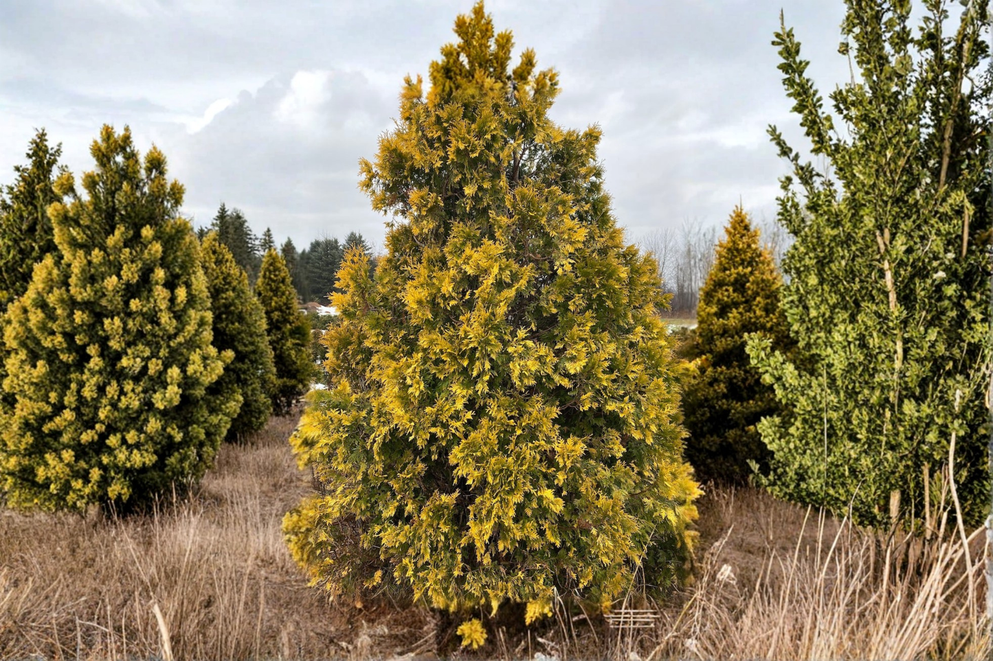 Sunkist Arborvitae Live Plant Quart Pot Yellow Evergreen Thuja Shrub Bright Hedge Landscape Garden Plant