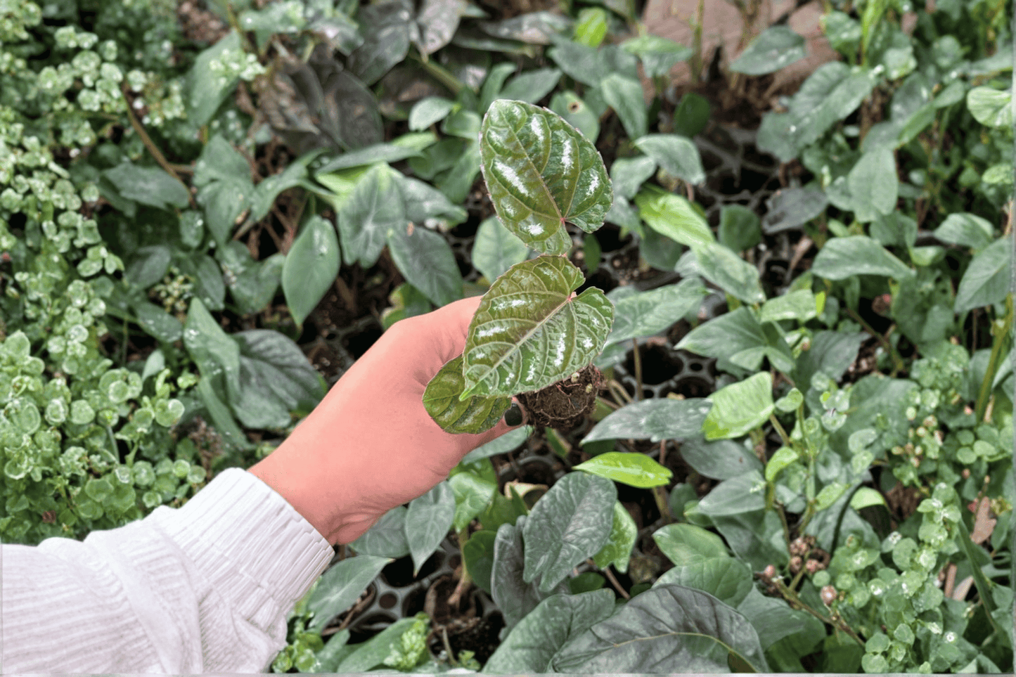 2 Cissus discolor Starter Plants – Bare Root – Rex Begonia Vine Live Plants