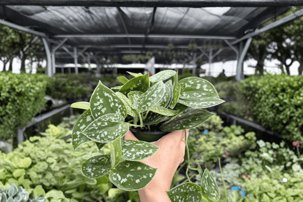 Scindapsus Silvery Ann 2 Exact Live Plants – 4-Inch Pots – Scindapsus pictus ‘Silvery Ann’