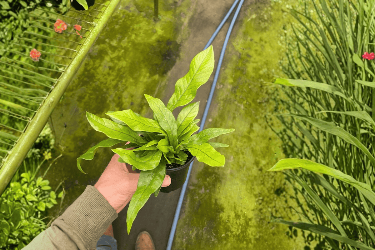 2 Crocodile Fern Live Plants in 4-Inch Pots – Microsorum musifolium ‘Crocodyllus’