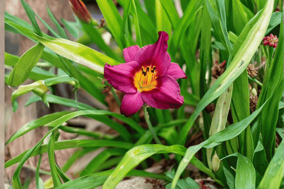 Grape Magic Daylily 1 Live Perennial – Hemerocallis ‘Grape Magic’ – 1 Gallon Pot