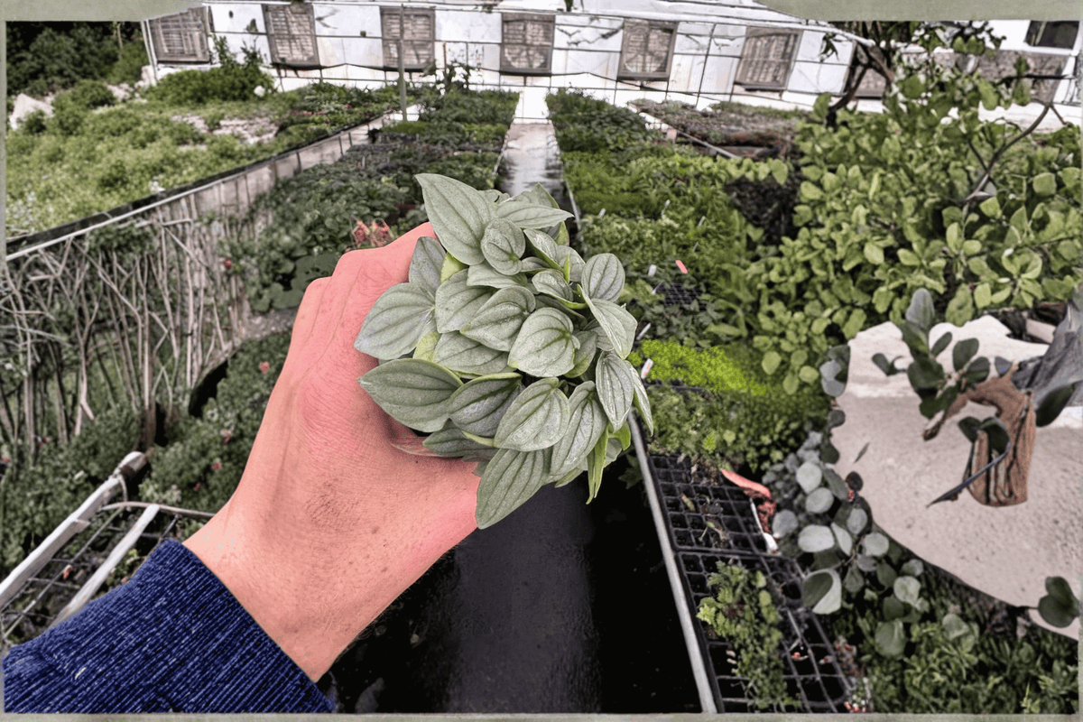 Peperomia Napoli Nights 2 Live Plants – 4-Inch Pots – Peperomia ‘Napoli Nights’