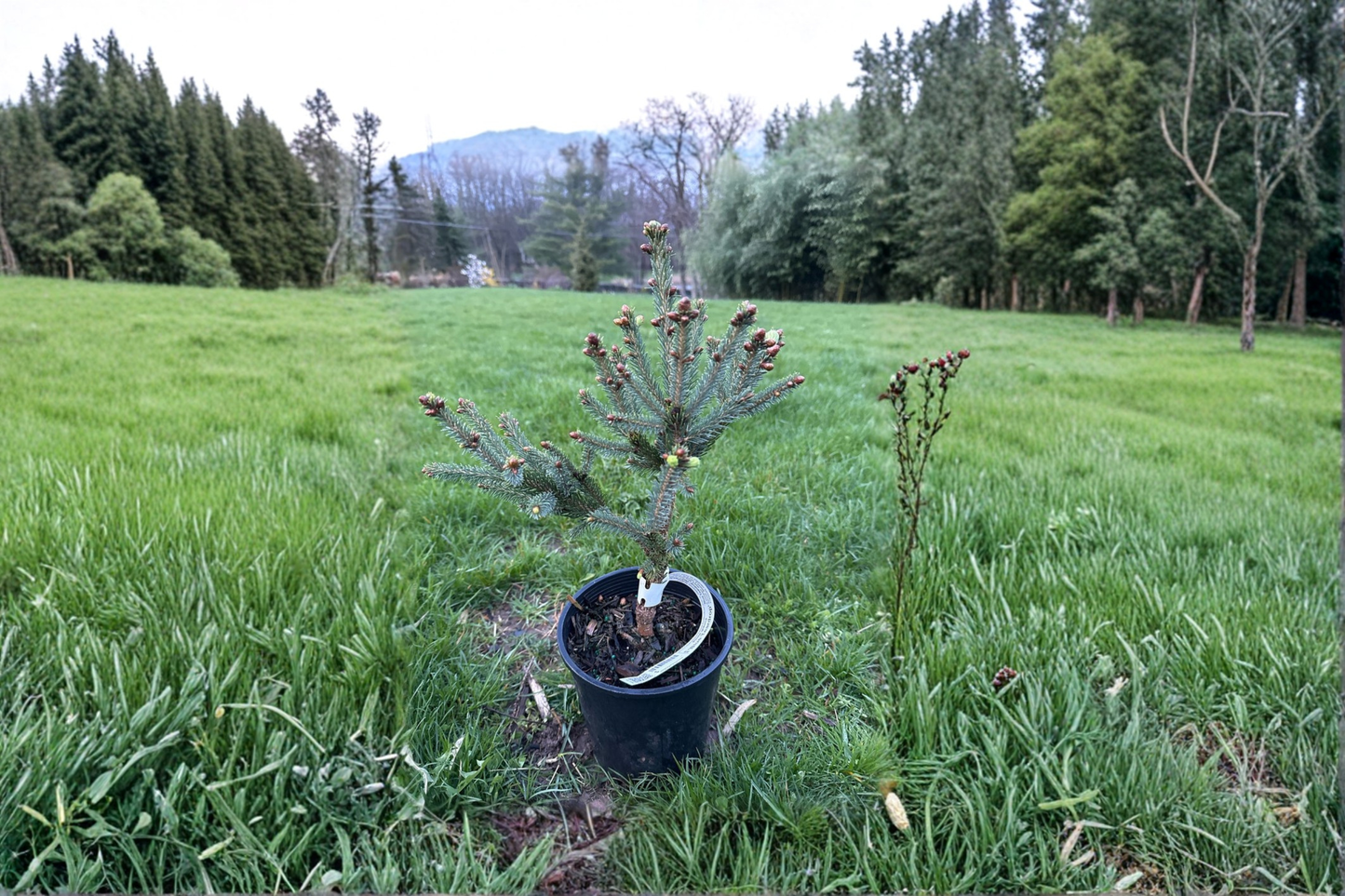 Blue Teardrop White Spruce 10 Inch Live Plant 1 Gallon Pot – Picea glauca Blue Evergreen Conifer Compact Garden Tree