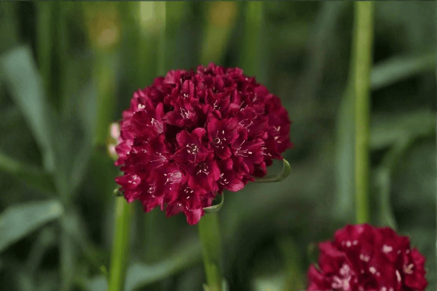 Dreameria Hypnotic Dreams Sea Thrift 1 Live Plant – 4-Inch Pot – Armeria pseudarmeria ‘Hypnotic Dreams’