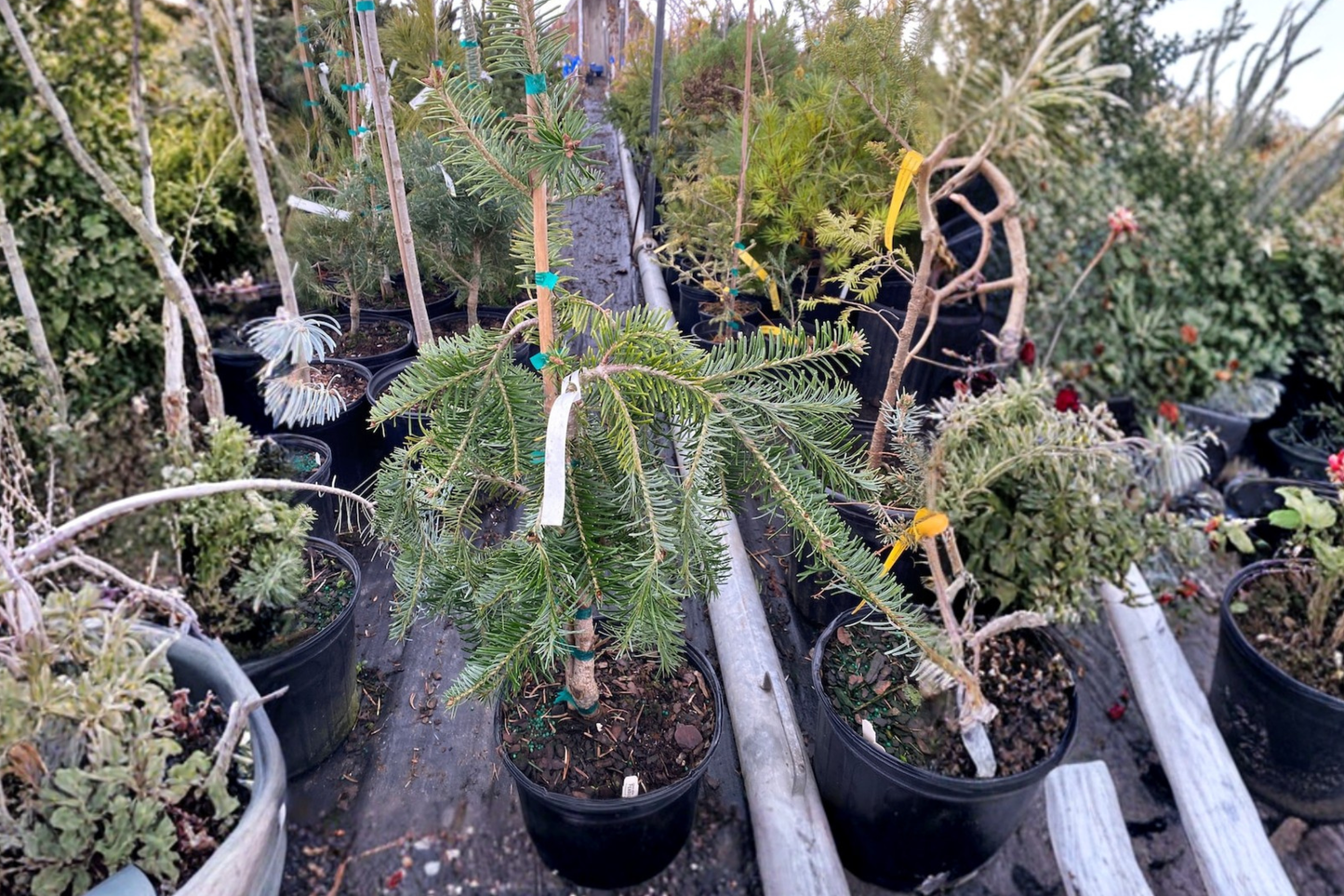 Weeping Silver Fir Live Plant 1 Gallon Pot 12 Inch Tall – Abies alba Pendula Evergreen Tree Ornamental Garden Plant