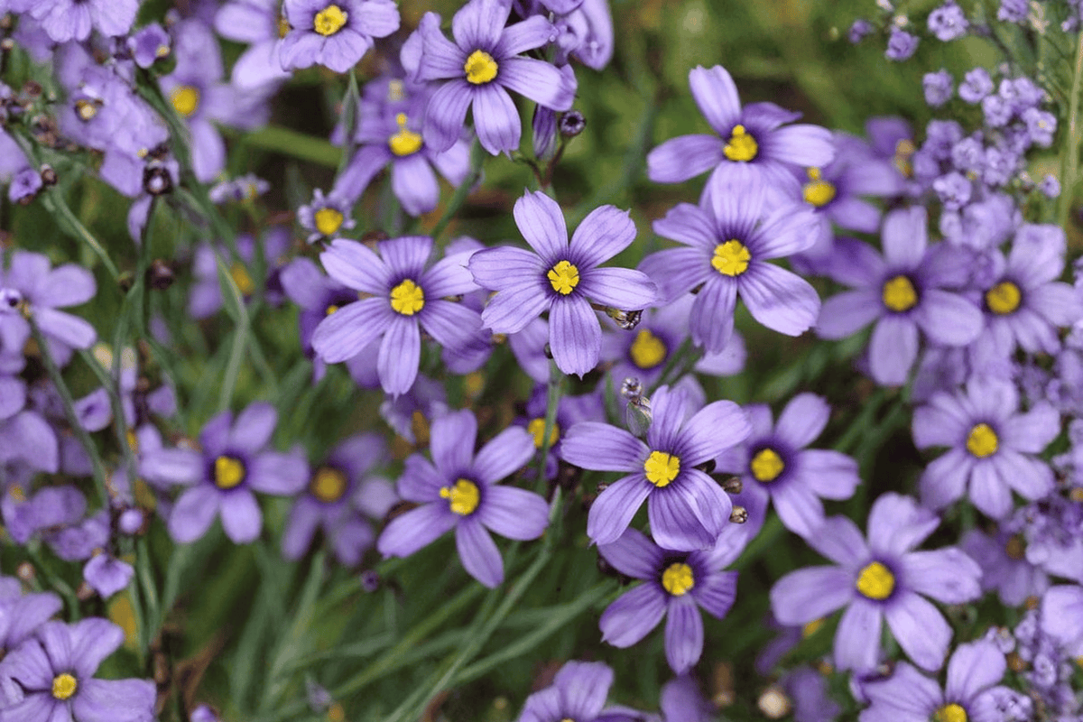 Blue-Eyed Grass 1 Live Plant – 4-Inch Pot – Sisyrinchium bellum