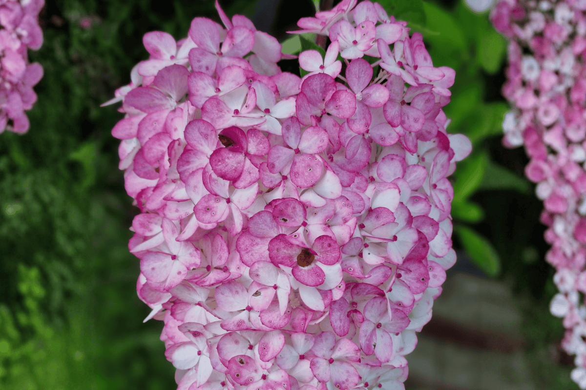 Strawberry Sundae Panicle Hydrangea 1 Live Flowering Shrub, 2 Gallon – Hydrangea paniculata ‘Rensun’