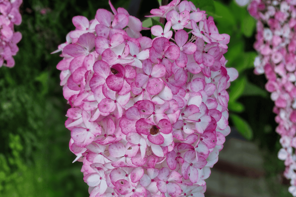 Strawberry Sundae Panicle Hydrangea 1 Live Flowering Shrub, 2 Gallon ...