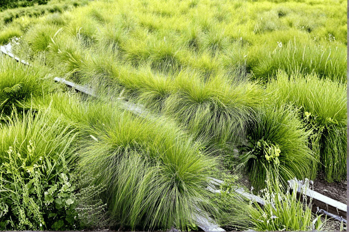 The Beatles Mop Top Sedge 1 Live Plant – 4-Inch Pot – Carex ‘The Beatles’