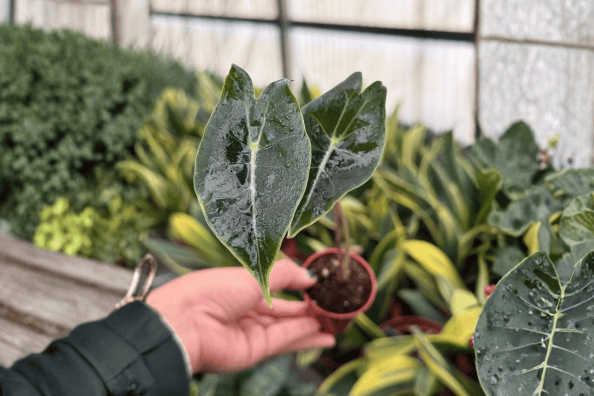 Alocasia Dragon’s Tooth 2 Live Starter Plants – 2-Inch Pot Size – Alocasia longiloba