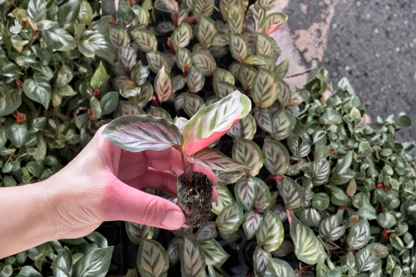 2 Calathea 'Red Peacock' Live Starter Plants – Bare Root in Soil Pod (2" Pot Size)