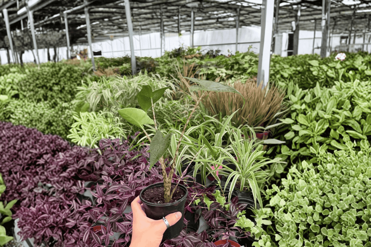 Alocasia Zebrina – 2 Exact Live Plants in 4” Pots
