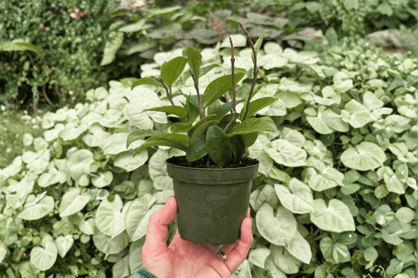 Hoya Jade 2 Exact Live Plants – 4-Inch Pots – Hoya carnosa ‘Jade’