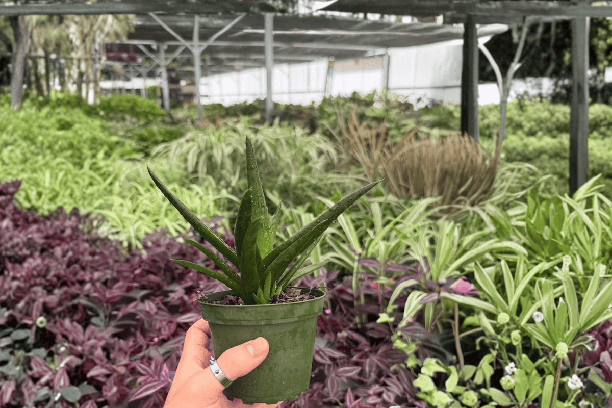 Aloe Black Gem 2 Exact Live Plants – 4-Inch Pots – Aloe ‘Black Gem’