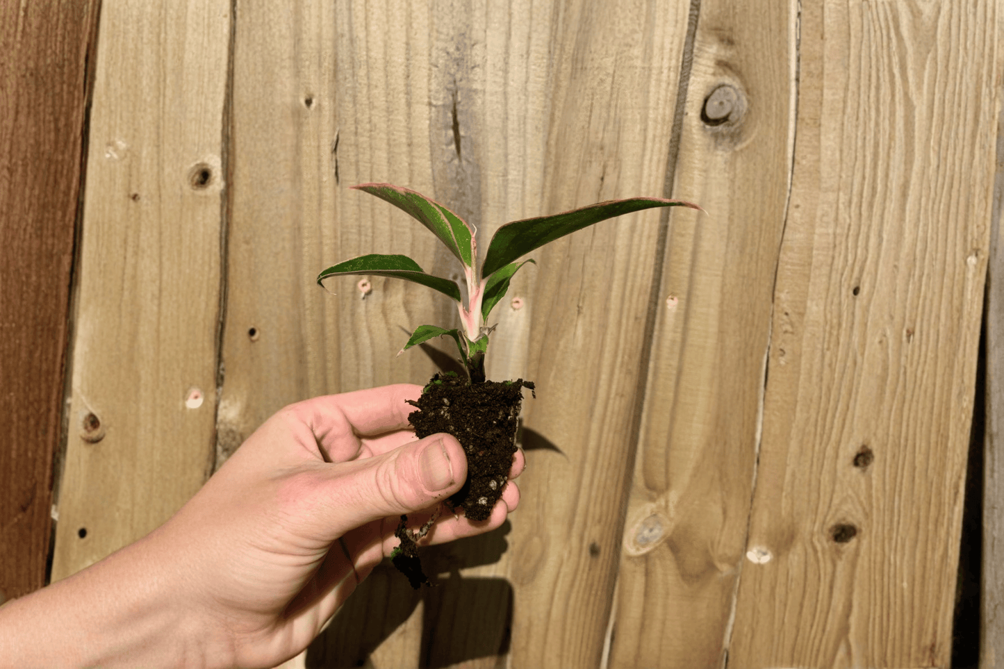 2 Aglaonema 'Siam Aurora' Chinese Evergreen Starter Plants Bare Root – Aglaonema 'Siam Aurora'