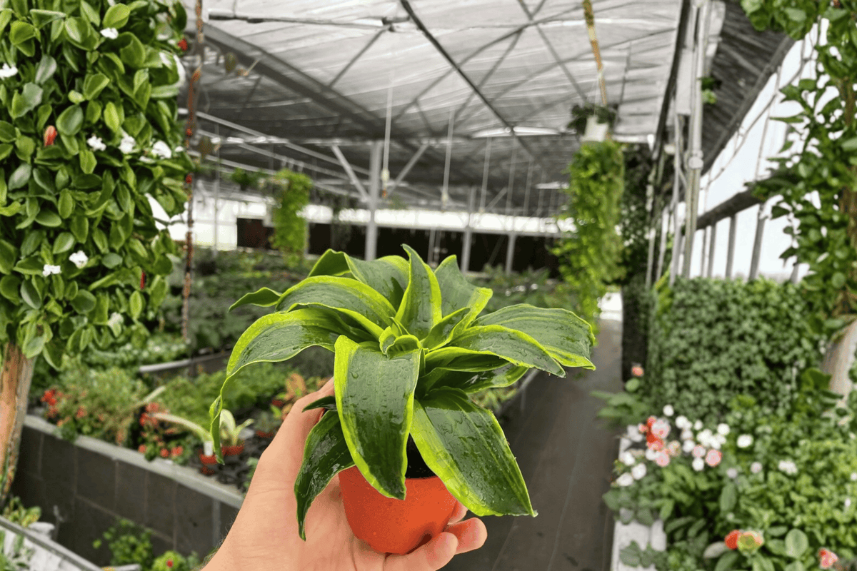 2 Dracaena Tornado Live Plants – 4-Inch Pot – Dracaena fragrans