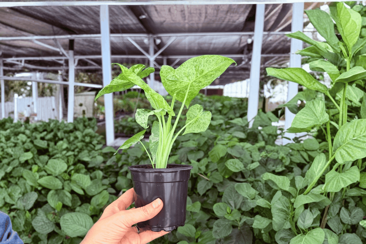 Alocasia Odora Batik 2 Exact Live Plants – Alocasia odora ‘Batik’ Specific 4” Size Bare Root