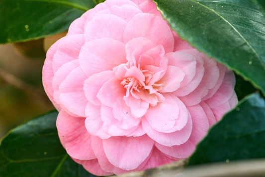 Debutante Pink Camellia Japonica Live Starter Plant 4L – Camellia japonica