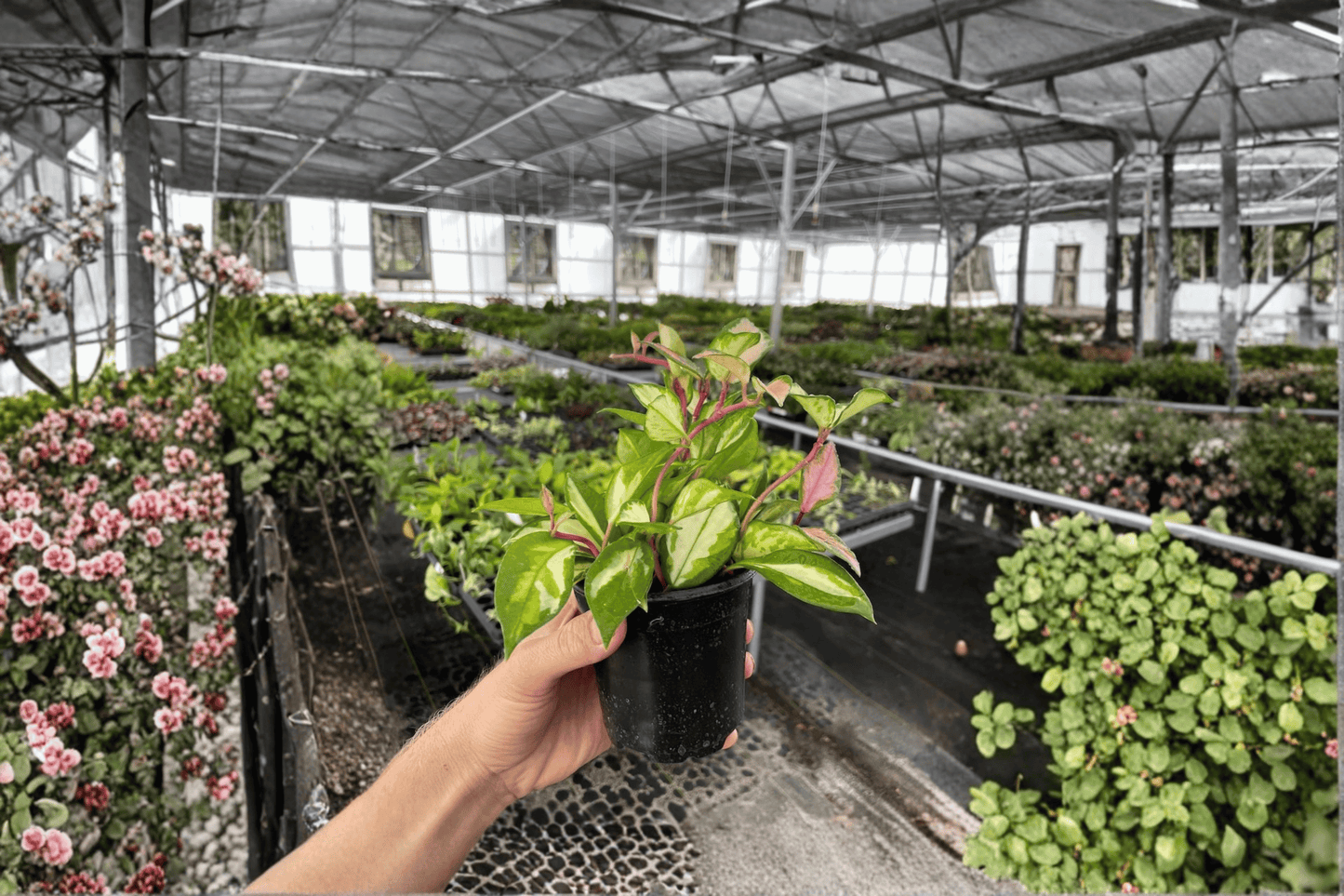 Hoya Carnosa Exotica Tricolor Live Plant – 2 Plants Bare Root – Hoya carnosa 'Exotica Tricolor' – Originally Grown in 4" Pot