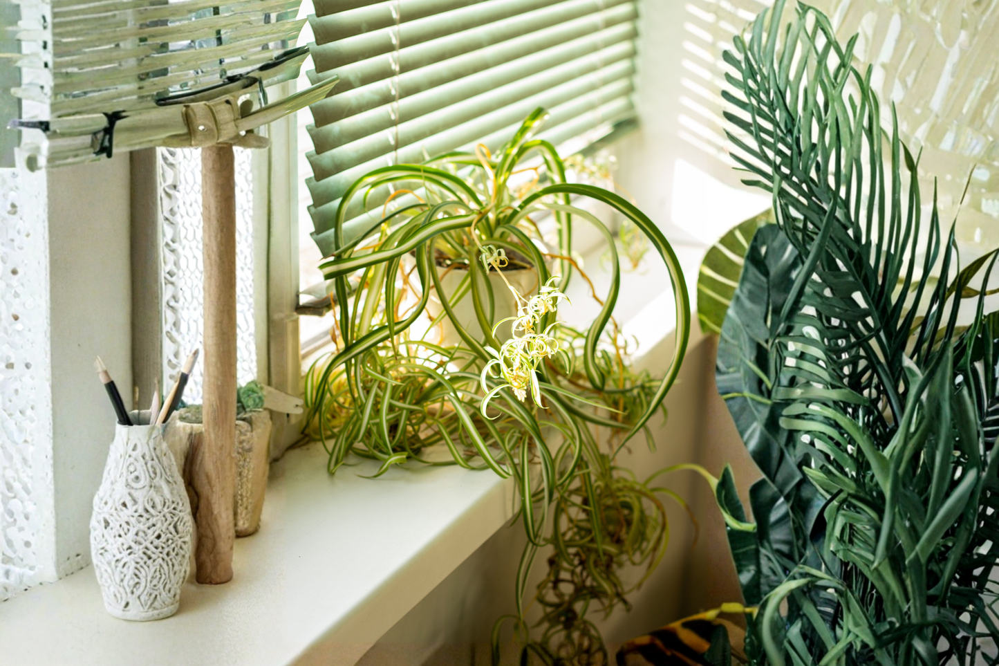 Curly Spider Plant Live Plant in 6-Inch Pot – Swirl Ribbon White – Chlorophytum comosum