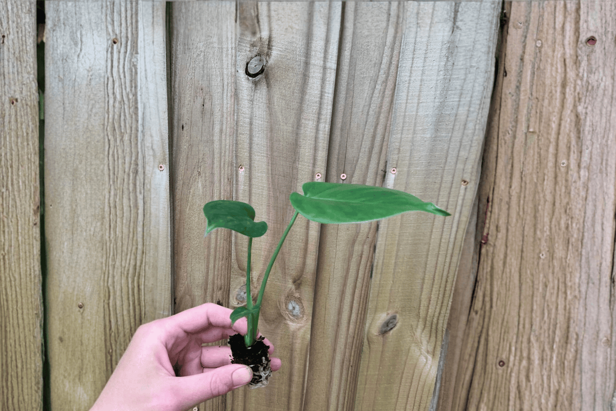 2 Monstera Deliciosa Swiss Cheese Starter Plants – Monstera deliciosa