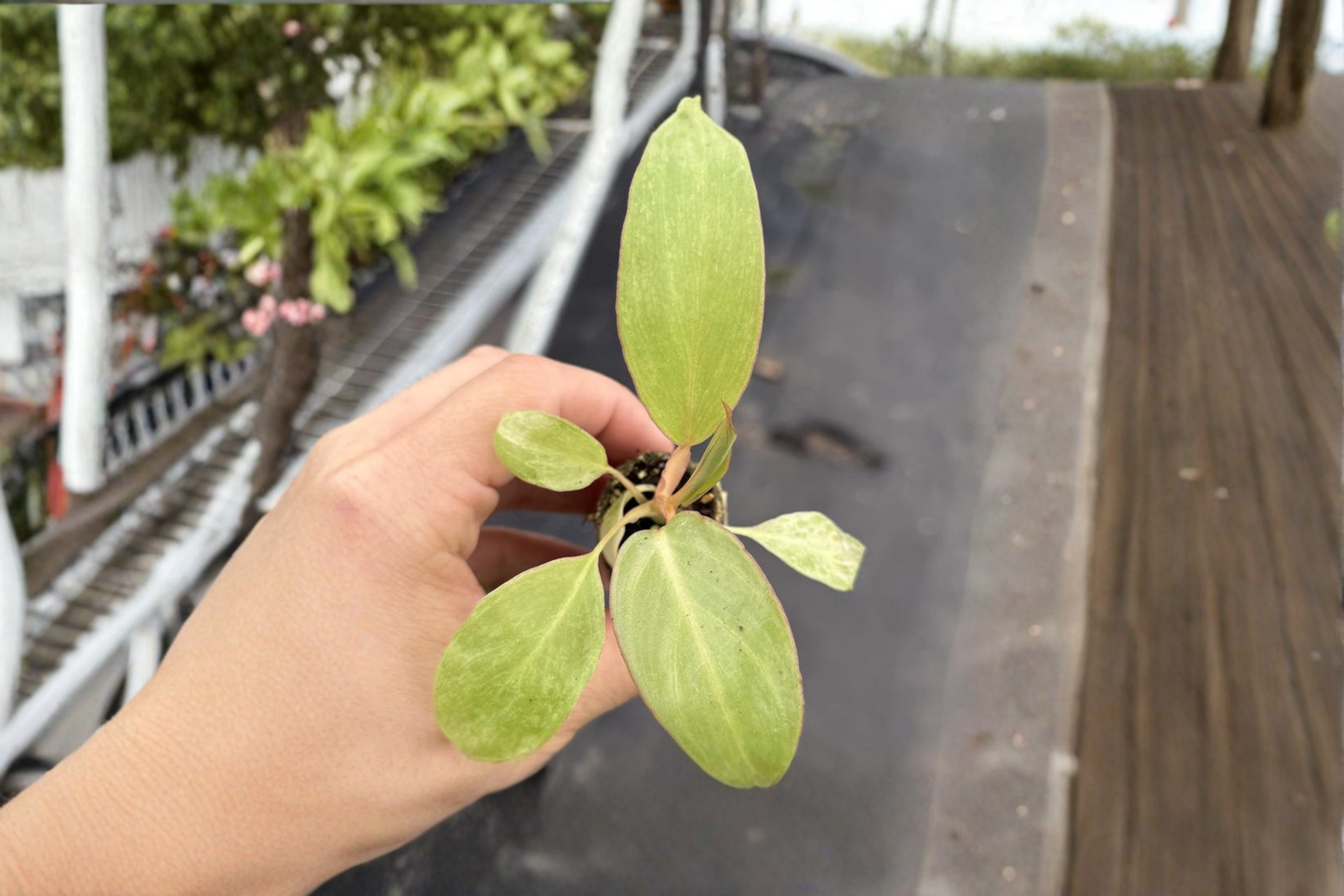 Philodendron Paraiso Verde Live Plant Rare Variegated Tropical Houseplant in 2 Inch Pot