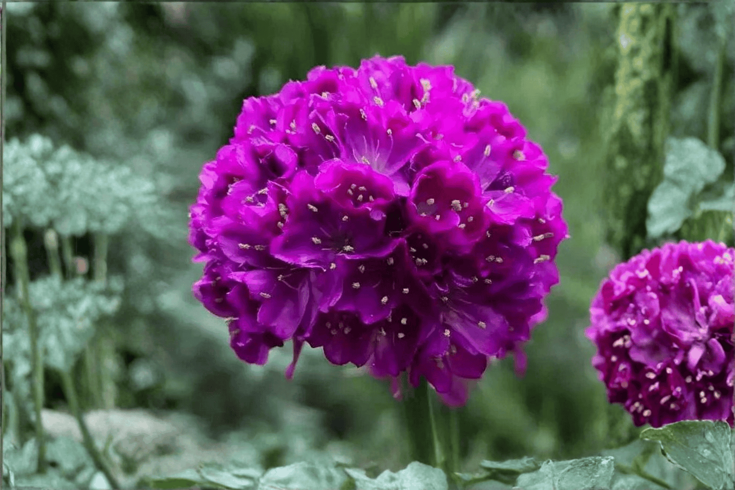 Dreameria Vivid Dreams Sea Thrift 1 Live Plant – 4-Inch Pot – Armeria pseudarmeria ‘Vivid Dreams’