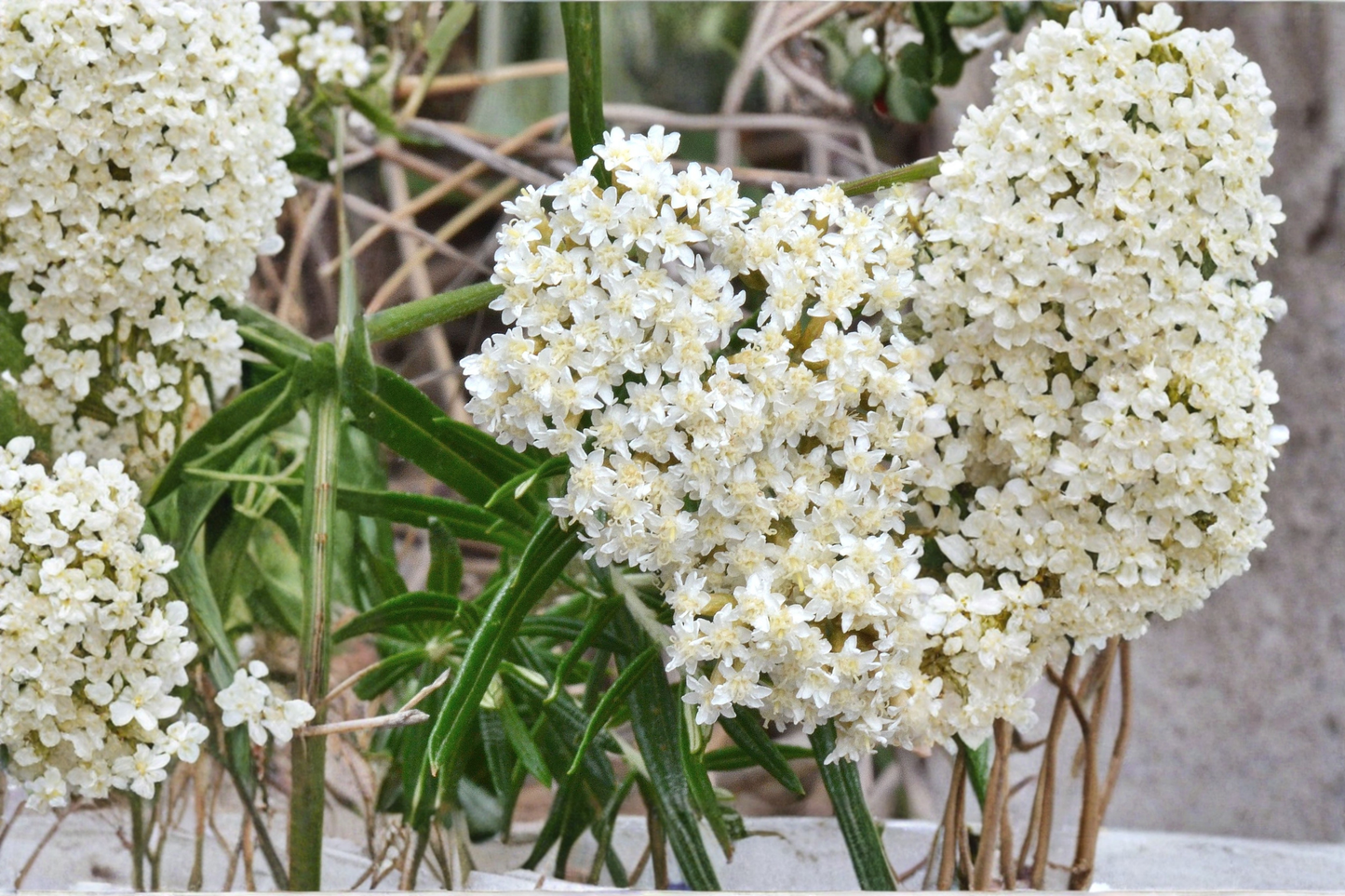 Asclepias Ice Ballet Live Plants 3 Rooted Starters in 1 Qt Pots White Swamp Milkweed Perennial Flower Garden Plants