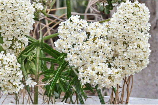 Asclepias Ice Ballet Live Plants 3 Rooted Starters in 1 Qt Pots White Swamp Milkweed Perennial Flower Garden Plants