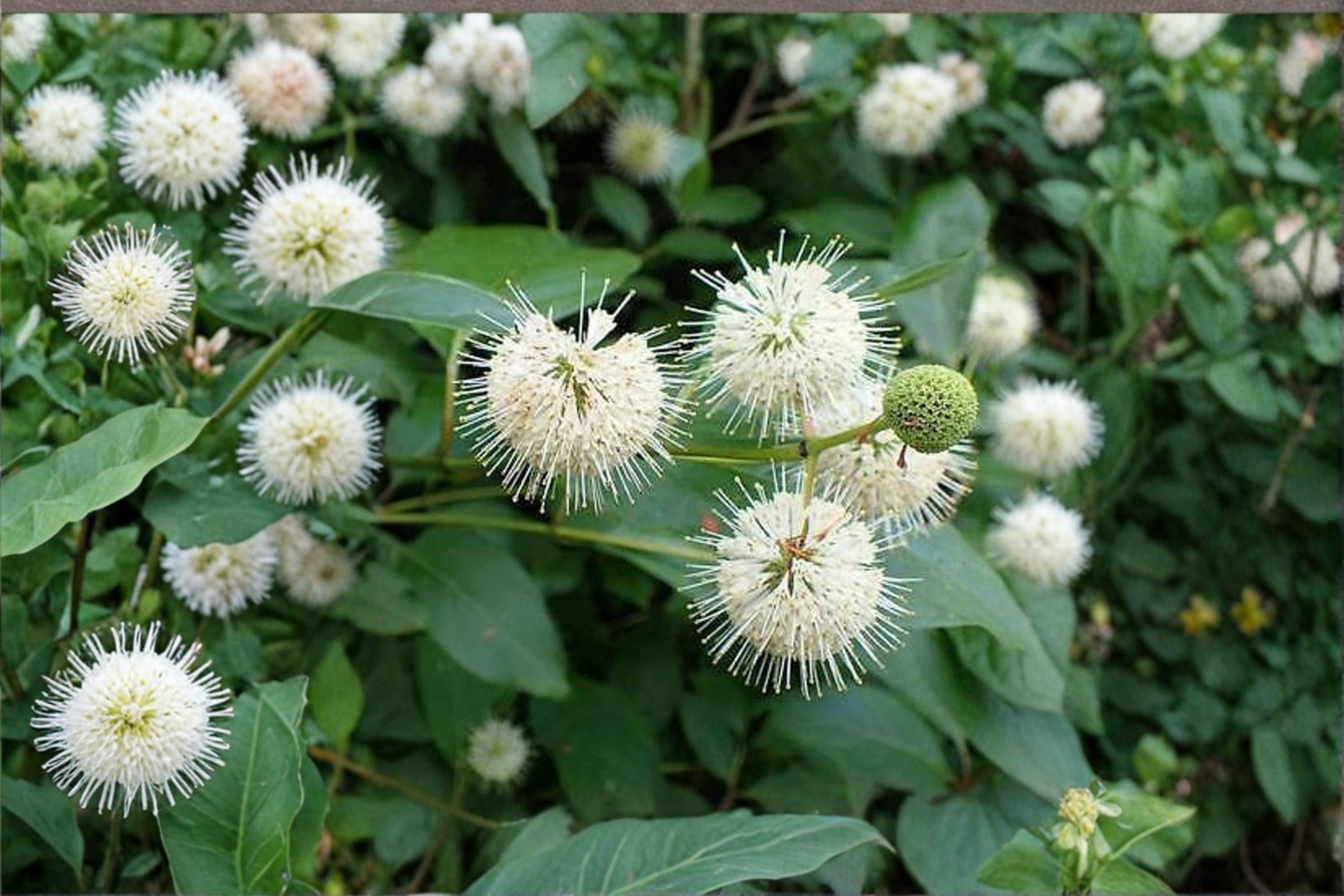 Buttonbush Native Plant 1 Gallon – Cephalanthus occidentalis White Flo ...