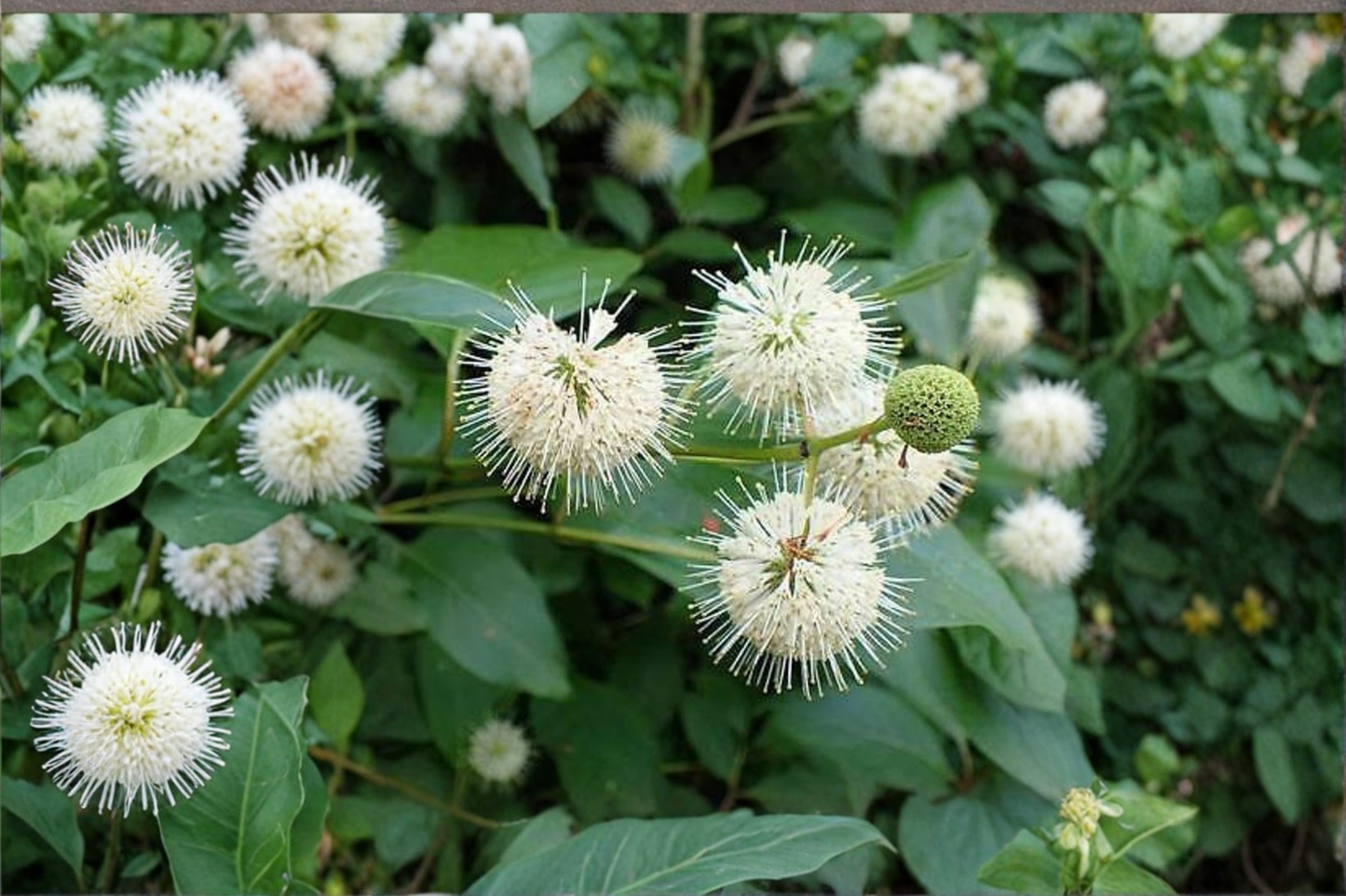 Buttonbush Native Plant 1 Gallon – Cephalanthus occidentalis White Flowering Shrub for Garden & Pond Edge
