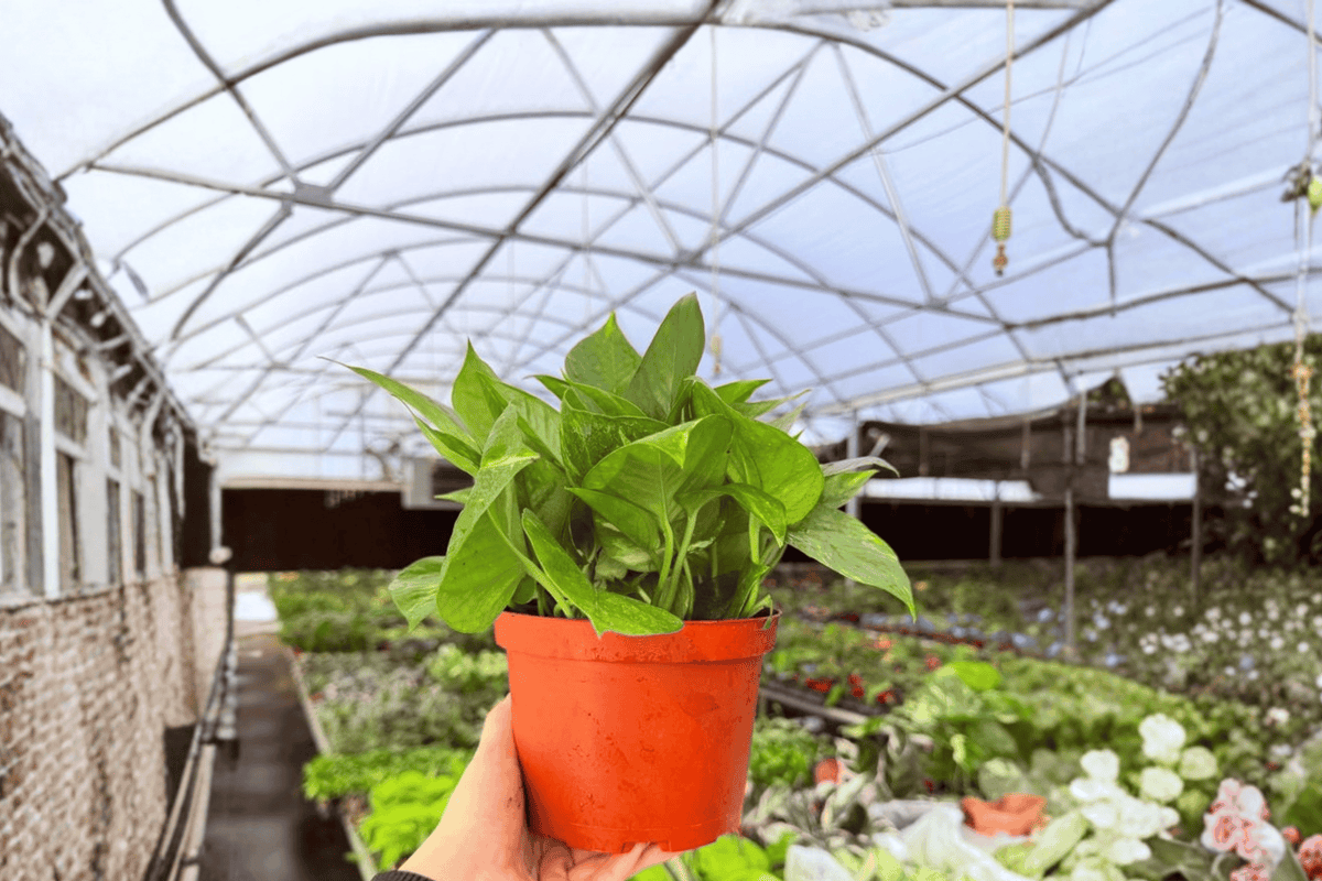Golden Pothos – 2 Live Plant Groupings, 6-Inch Pot Size – Epipremnum aureum