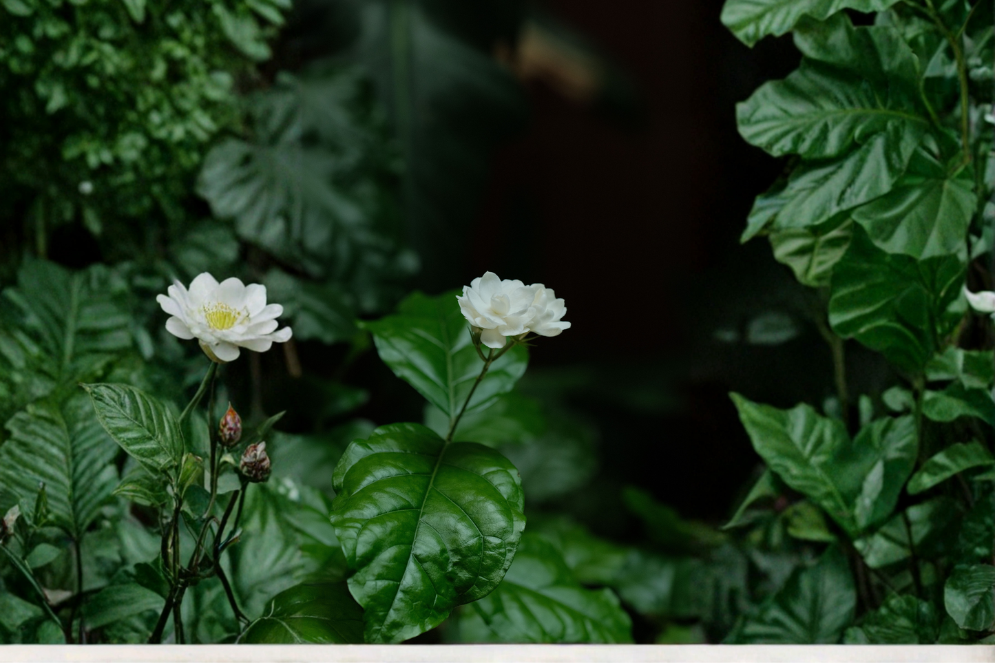 Arabian Jasmine Live Plant 12 Inches Tall – Multi-Layered Fragrant Jasminum sambac – No CA Shipping