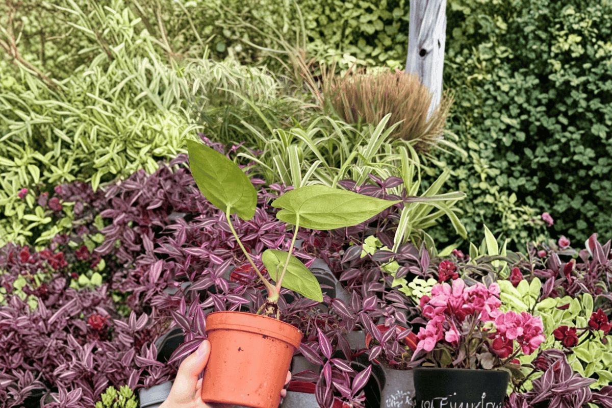 Anthurium Xone × Subsignatum 2 Exact Live Plants – Specific 4” Size