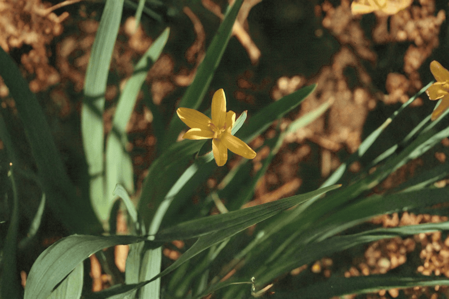 Yellow-Eyed Grass 1 Live Plant – 4-Inch Pot – Sisyrinchium californicum