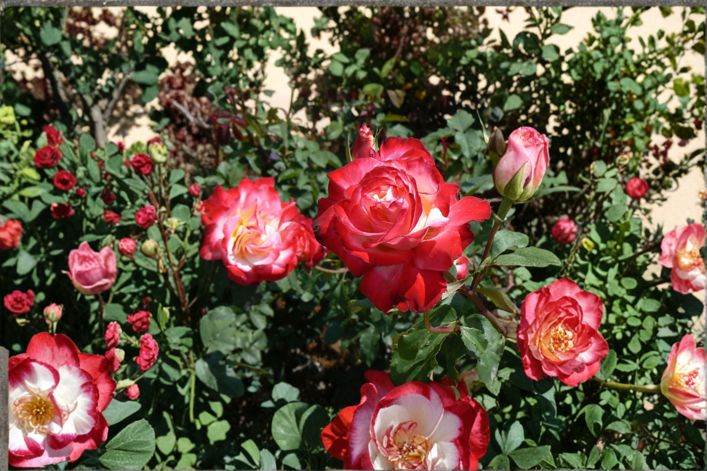 Snowfire Hybrid Tea Rose Plant 3 Gal Live Bush, Red White Bloom Rose for Garden Landscape Outdoor Flowering Shrub