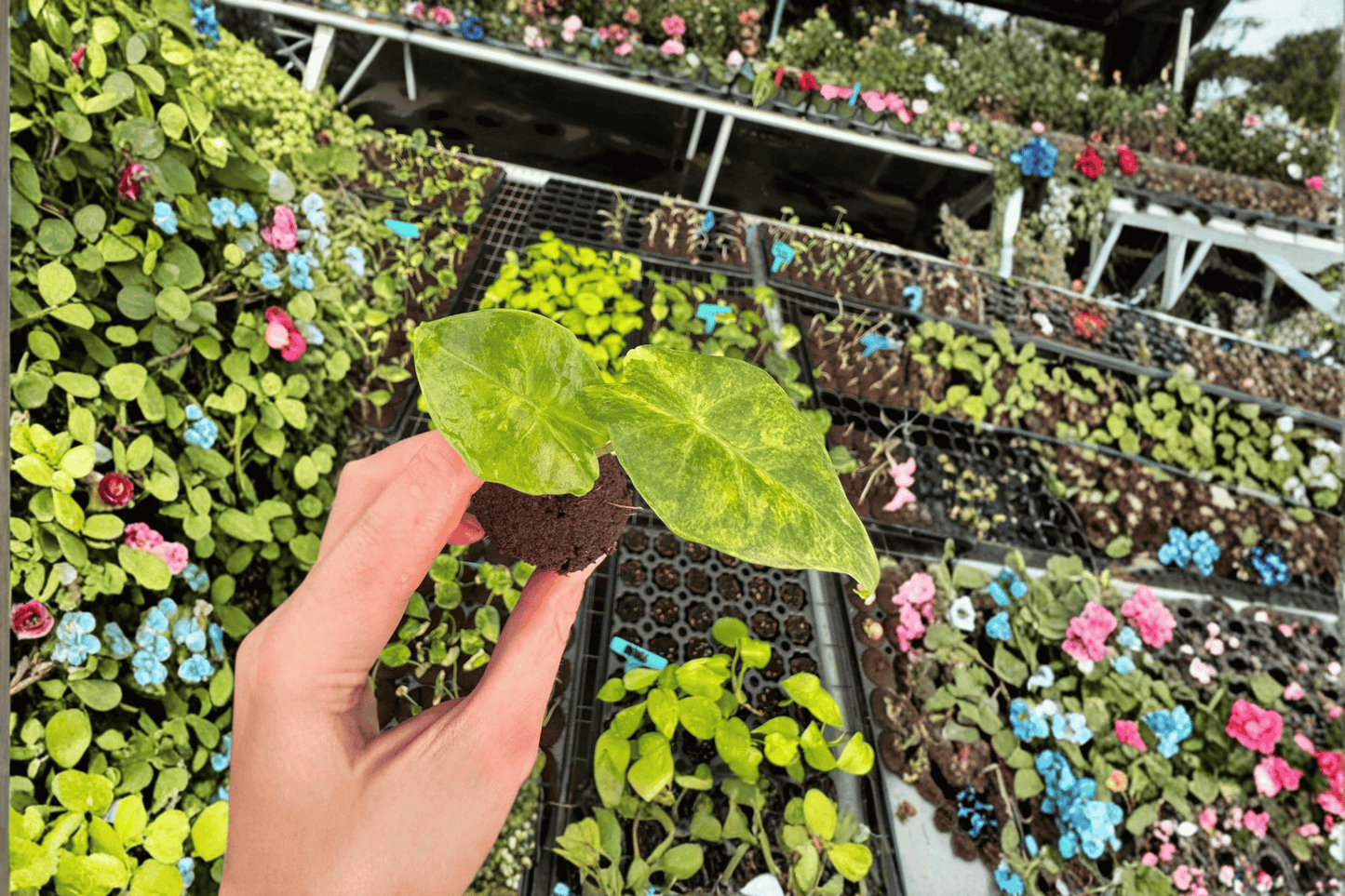 2 Alocasia 'Portora Aurea' Starter Plants – Live Variegated Tropical Aroid