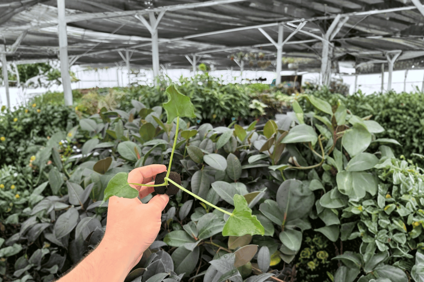 Alocasia Triangularis 2 Exact Live Starter Plants