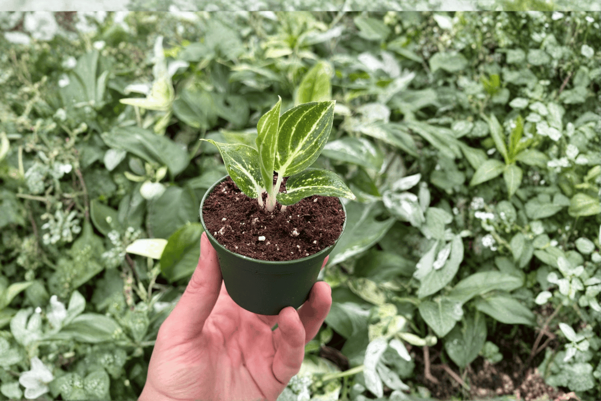 Aglaonema White Legacy 2 Live Starter Plants – 2-Inch Starter Size – Bare Root