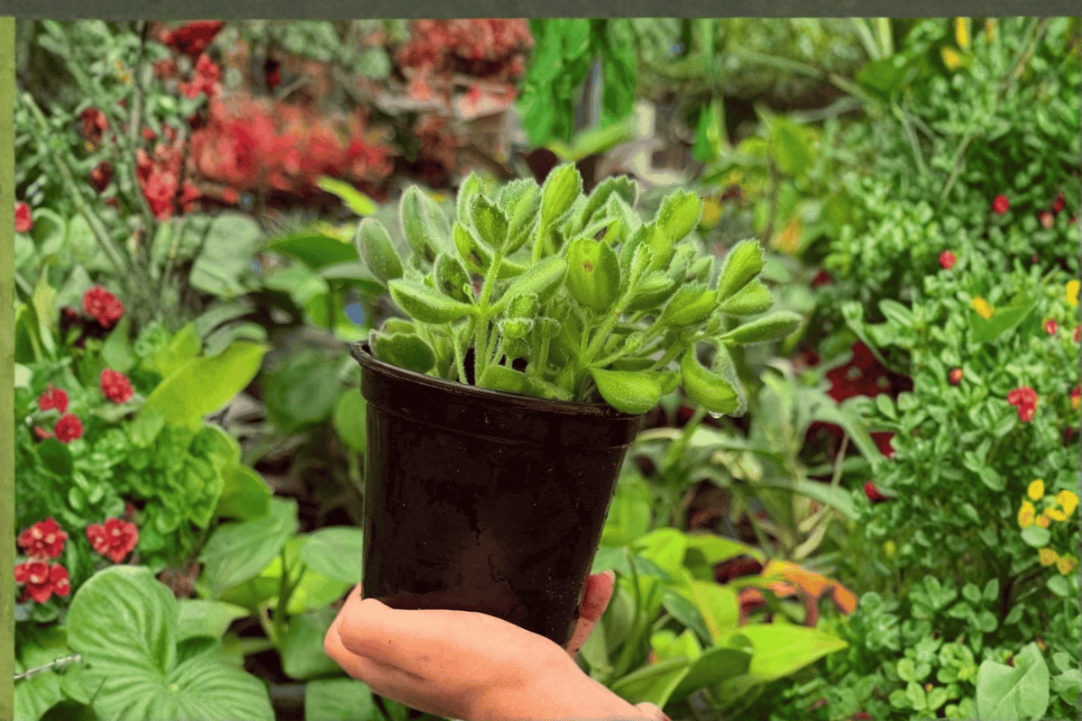 Variegated Bear Paw Cotyledon – 2 Exact Live Plants in 4” Pots