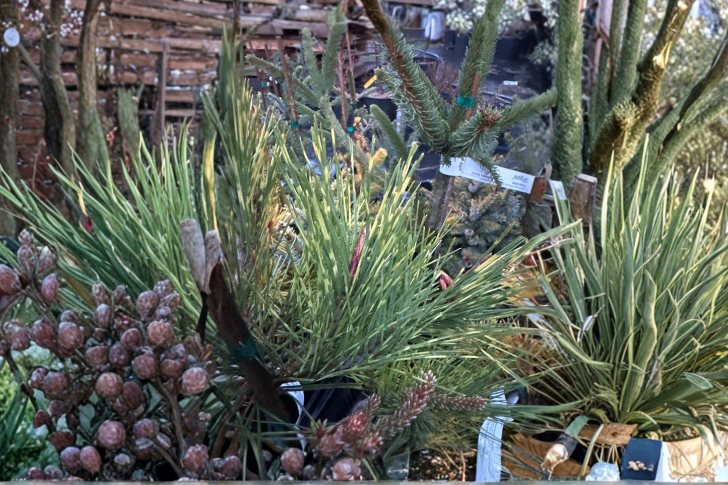 Cesarini Variegated Japanese Red Pine 12 Inch Live Plant 1 Gallon Pot – Pinus densiflora Evergreen Conifer Garden Tree