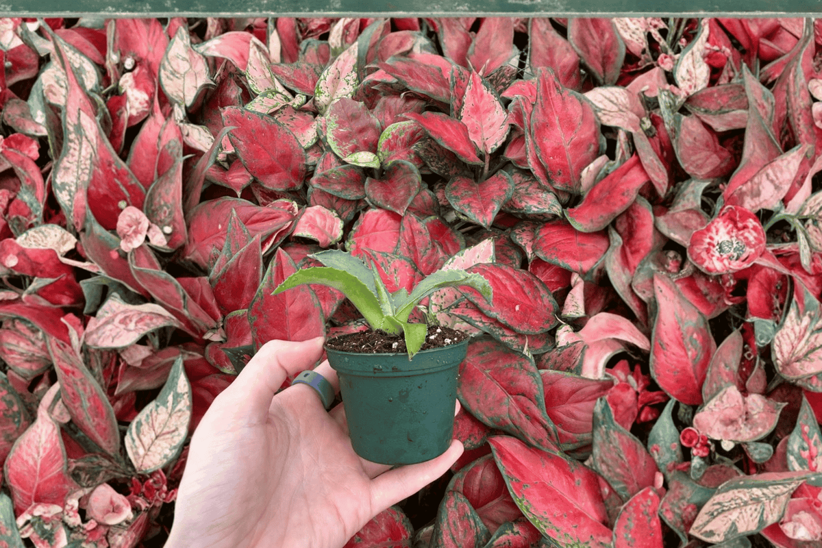 Agave Mr. Ripple 2 Starter Plants – Agave ‘Mr. Ripple’ 2” Cultivation Size Bare Root