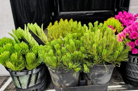Good Pine Limber Pine Live Plant 10 Inch Tall – Pinus flexilis Evergreen Tree 1 Gallon Pot Hardy Garden Landscape Plant