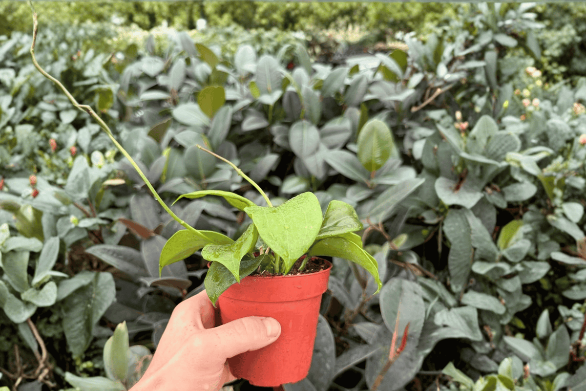 Hoya Quinquenervia 2 Exact Live Plants – Hoya quinquenervia Specific 4” Size Bare Root