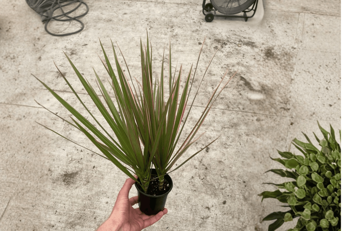 Dracaena Marginata Bicolor 2 Live Plants – 4-Inch Pots – Dracaena reflexa var. angustifolia ‘Bicolor’