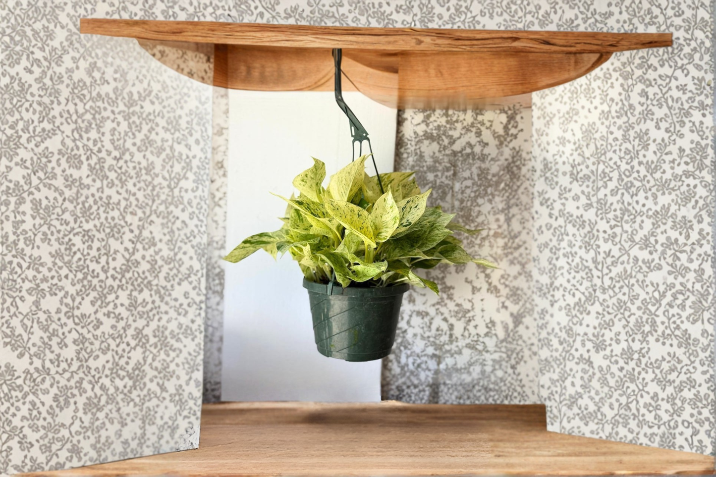 Pothos Snow Queen Live Plant Variegated Hanging Indoor Houseplant Rooted Starter Plant Gift