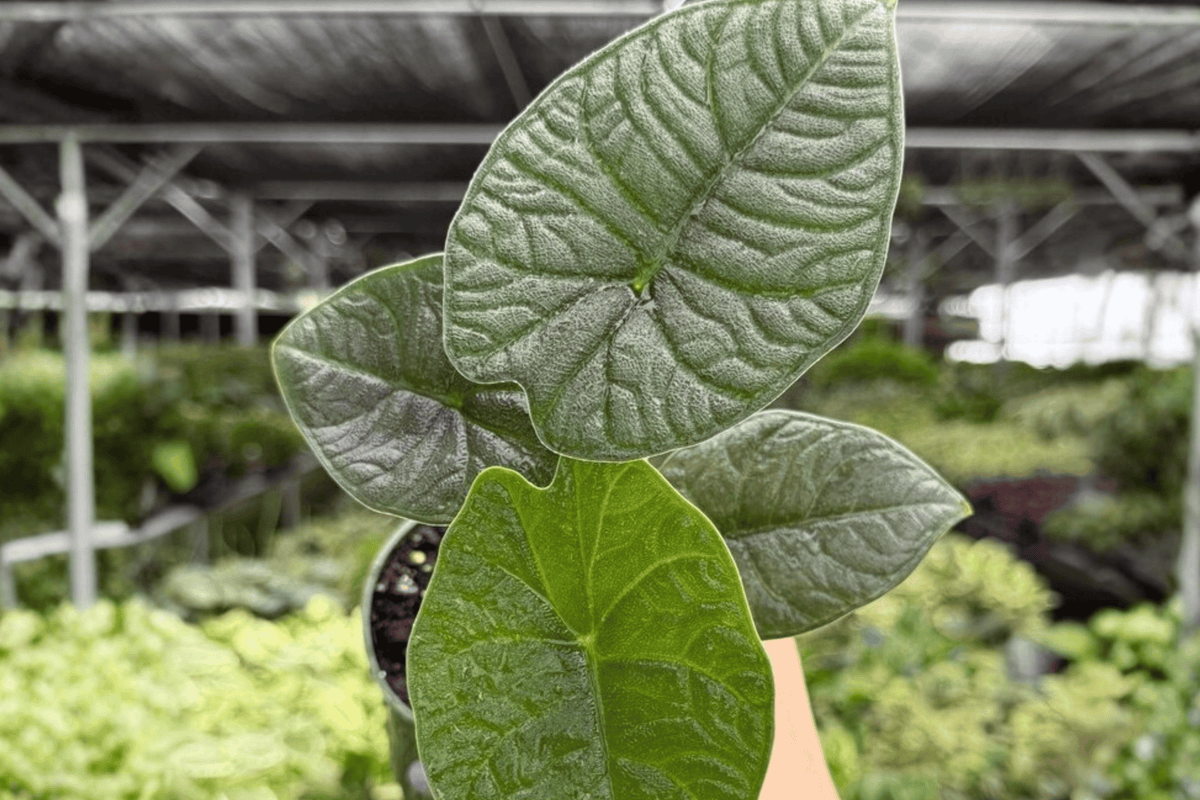 Alocasia Melo 2 Exact Live Plants – 4-Inch Pots – Alocasia melo